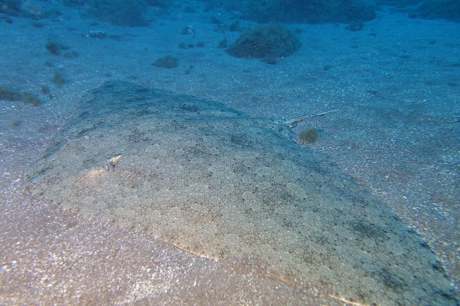 Try Dive - PADI Discover Scuba Diving in Tenerife - Radazul location and transport planning