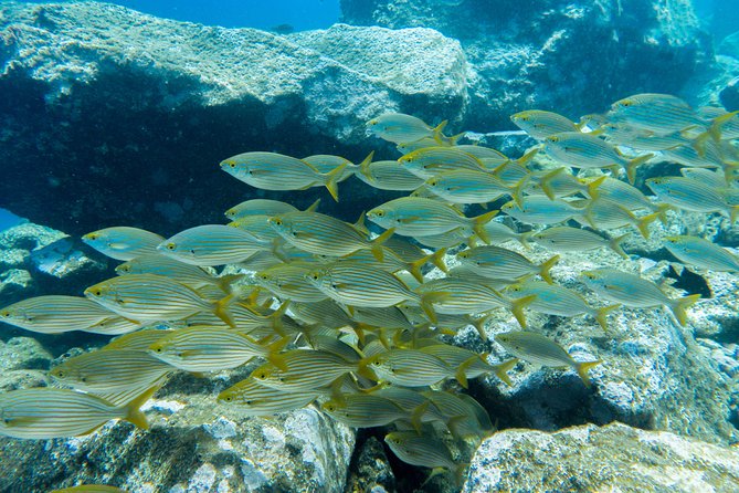 Try Dive - PADI Discover Scuba Diving in Tenerife - Group size, comfort, and expectations
