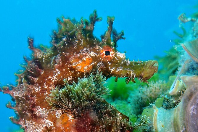 Try Scuba Diving with 2 Ocean Dives - Marine life you might see at Playa Chica