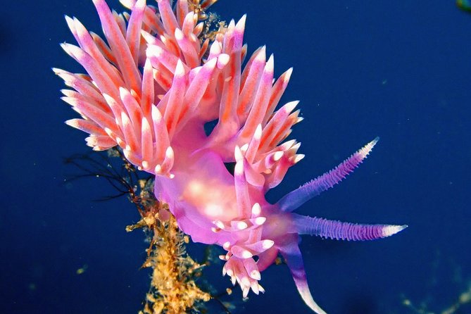 Try Scuba Diving with 2 Ocean Dives - Equipment, transport, and what the price covers