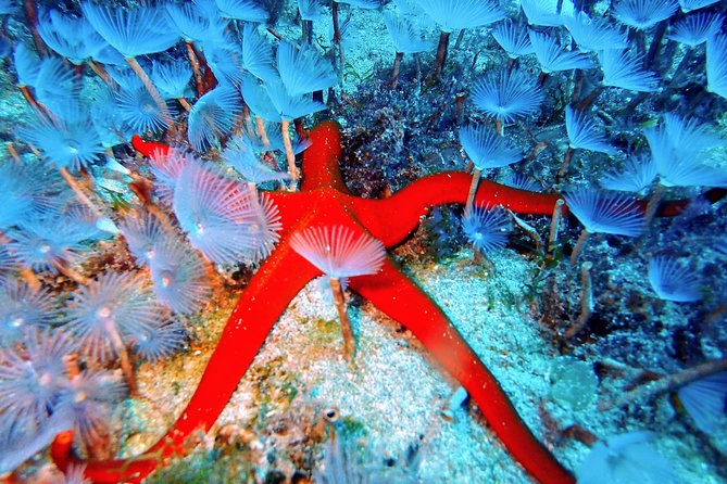 Try Scuba Diving with 2 Ocean Dives - Who this experience suits best