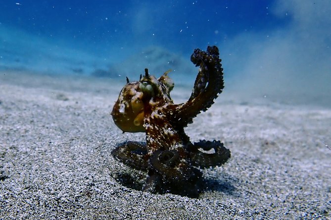 Try Scuba Diving with 2 Ocean Dives - Practical details that can save you trouble