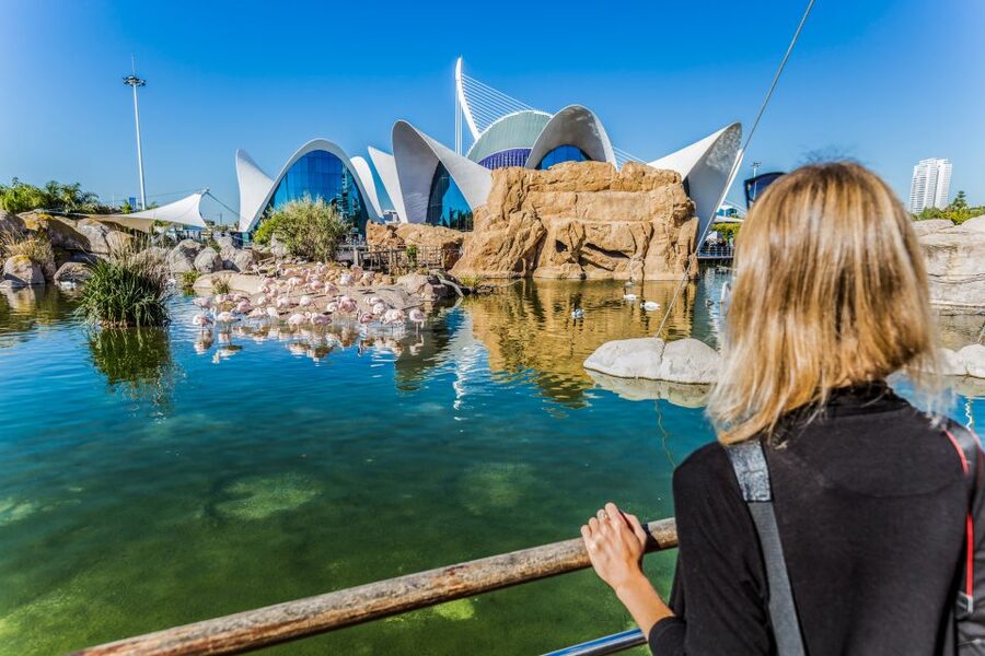 Valencia: Oceanogràfic Entry Ticket - Walking through the shark tunnel