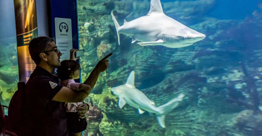 Valencia: Oceanogràfic Entry Ticket - Getting started at the City of Arts and Sciences