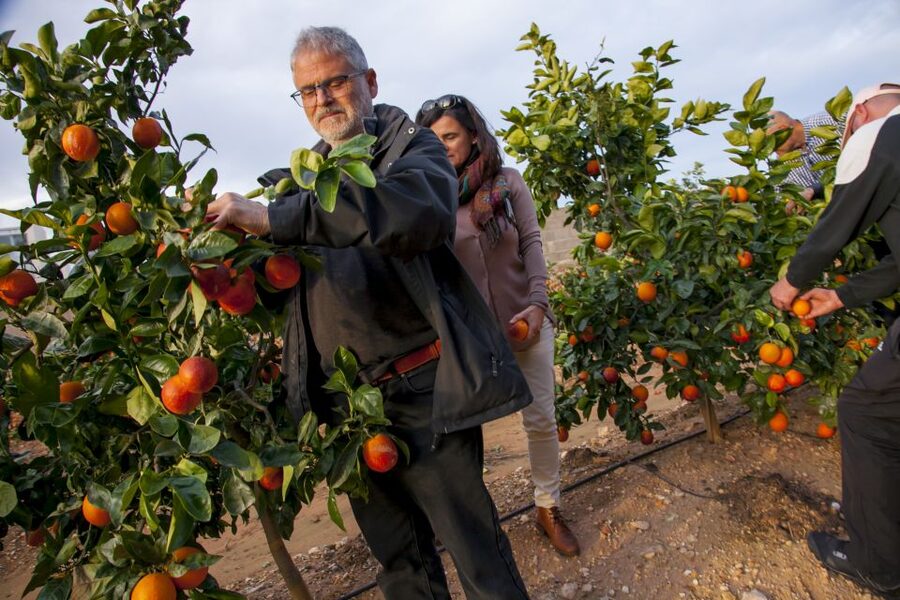 Valencia: Orange Farm and Orchard Trip with Tastings - Learning how citrus is grown