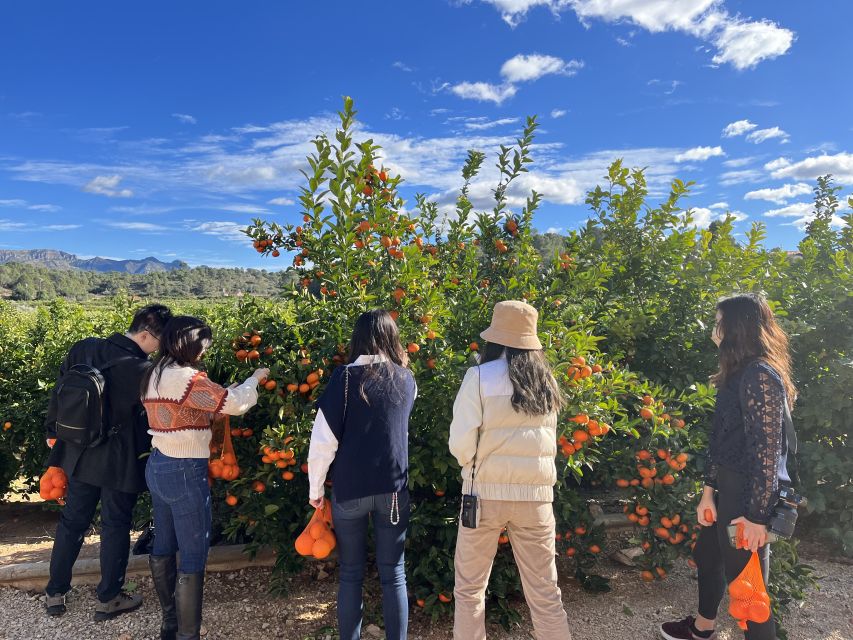 Valencia: Orange Farm and Orchard Trip with Tastings - Picking your own oranges
