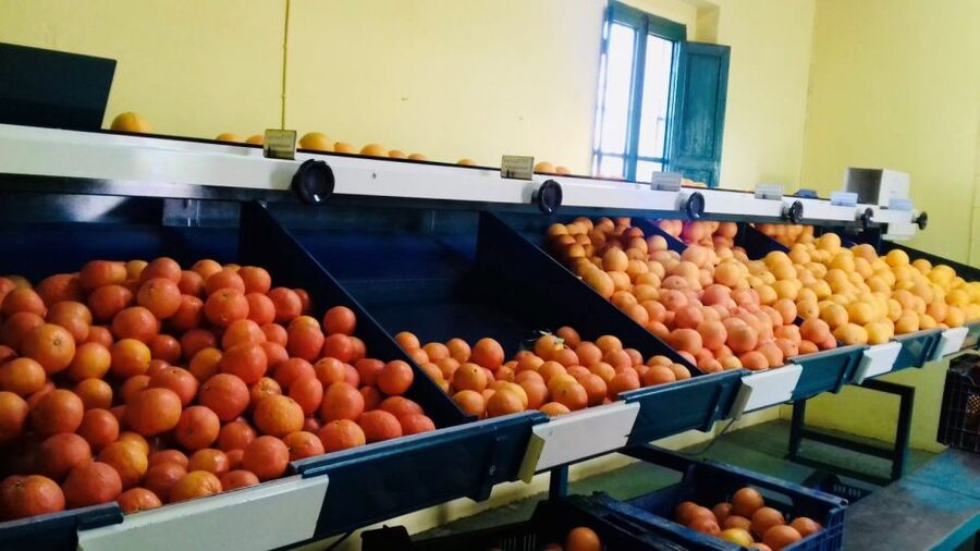 Valencia: Orange Farm and Orchard Trip with Tastings - A tasting of citrus, jams, honey, and liqueurs