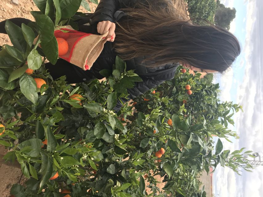 Valencia: Orange Farm and Orchard Trip with Tastings - Getting from Valencia to Carcaixent
