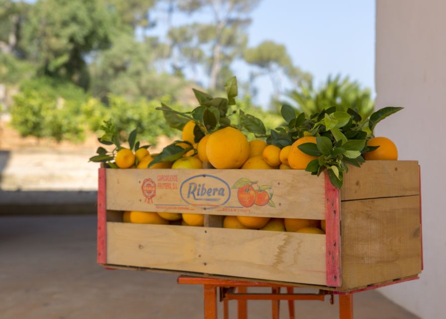Valencia: Orange Farm and Orchard Trip with Tastings - Timing, weather, and comfort