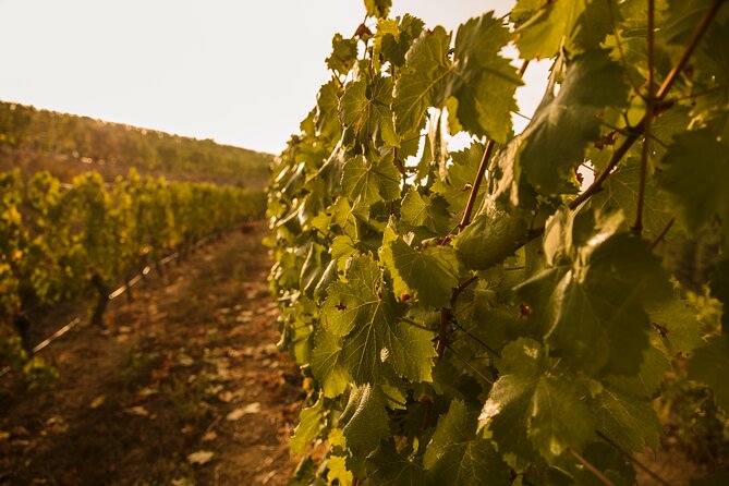 Visit Coastal Vineyard - Walking through a traditional Ribeiro vineyard