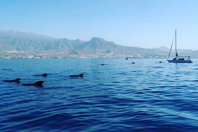 Whale and Dolphin Small Group Sailing from Tenerife South - What the three hours feel like