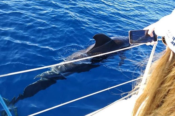 Whale and Dolphin Small Group Sailing from Tenerife South - Watching pilot whales and dolphins