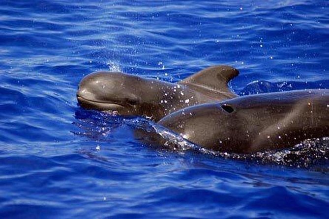 Whale and Dolphin Watching Sailing Boat with Drinks, Snacks and Swimming Time - Searching for pilot whales off Costa Adeje