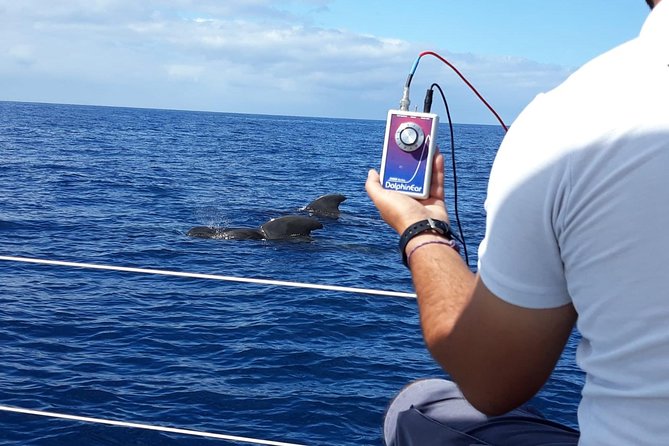 Whale and Dolphin Watching Sailing Boat with Drinks, Snacks and Swimming Time - What the three-hour itinerary feels like