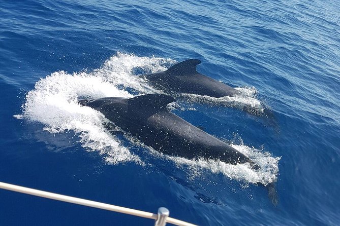 Whale and Dolphin Watching Sailing Boat with Drinks, Snacks and Swimming Time - Captain Guy and the value of a good guide