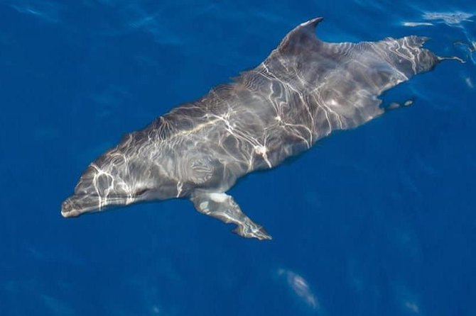 Whale and Dolphin Watching Yacht Trip in Puerto Colon - Why Puerto Colón is a good place to go whale watching