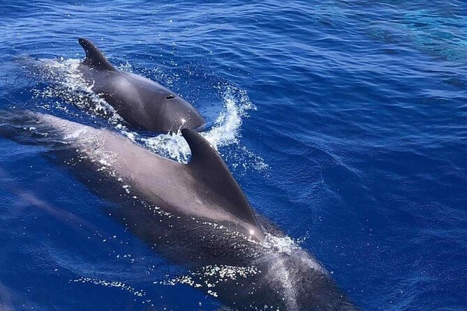 Whale and Dolphin Watching Yacht Trip in Puerto Colon - Swimming and snorkeling in a sheltered cove