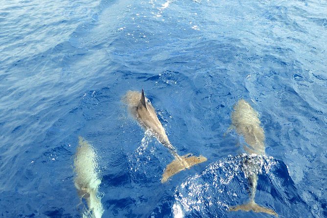 Whale and Dolphin Watching Yacht Trip in Puerto Colon - Drinks, baguettes, and the practical value of the price