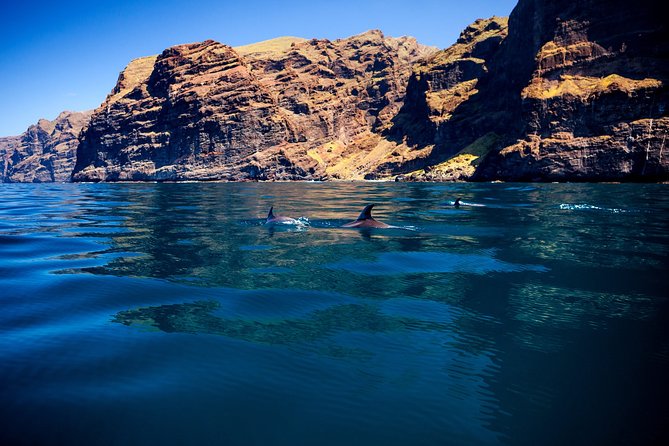 Whale watching and listening Eco-Catamaran Tour with Food Tasting - What can make or break the day