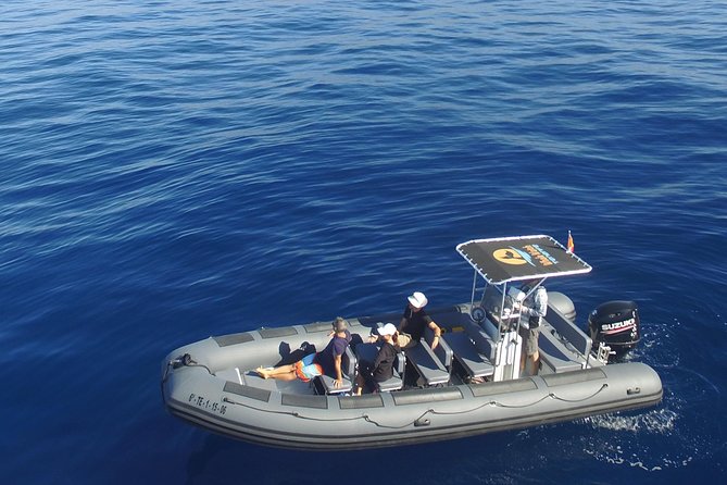 Whale Watching Eco-Adventure from Costa Adeje - Key points to know before booking