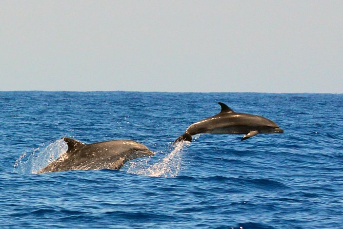 Whale Watching Eco-Adventure from Costa Adeje - Why this small boat changes the experience