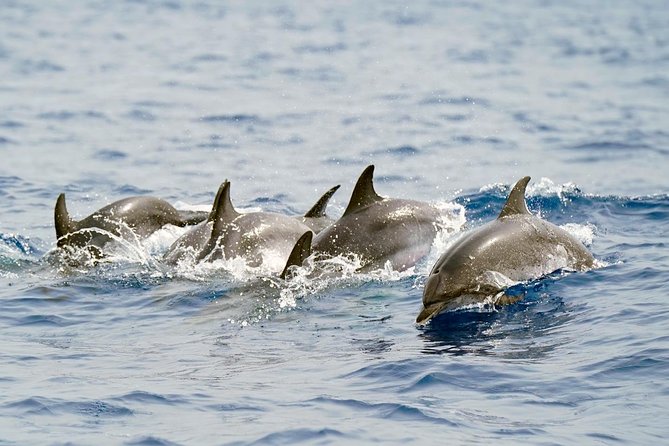 Whale Watching Eco-Adventure from Costa Adeje - Two hours with pilot whales and dolphins