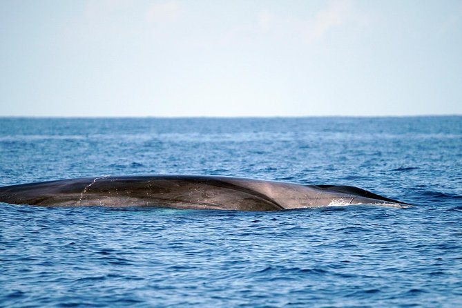 Whale Watching Eco-Adventure from Costa Adeje - The guide makes the difference