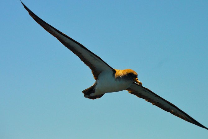 Whale Watching Eco-Adventure from Costa Adeje - The photos and hydrophone add real value