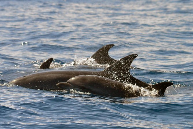 Whale Watching Eco-Adventure from Costa Adeje - Timing, transport, and weather matter