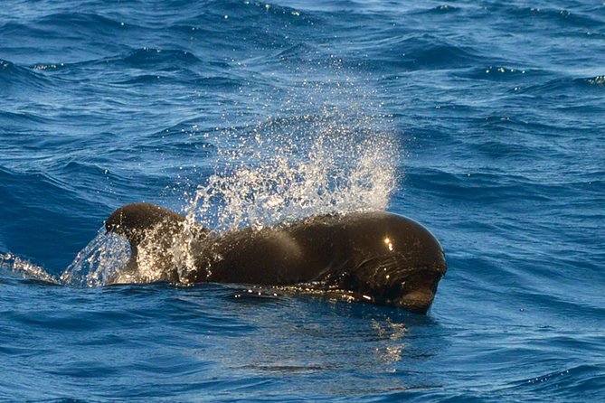 Whale Watching Eco-Adventure from Costa Adeje - Who should choose this tour?
