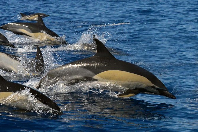 Whale Watching Eco-Adventure from Costa Adeje - From Puerto Colón to the Teno-Rasca Marine Protected Area