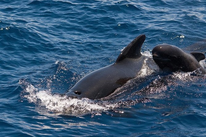 Whales & Dolphins watching in exclusive sailboat - Watching pilot whales without crowding them