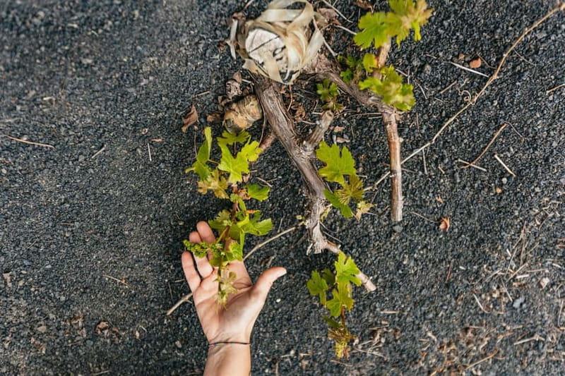 Wine Lovers: Wine Tasting Tour at El Grifo Bodega Lanzarote - Why El Grifo’s old winery matters